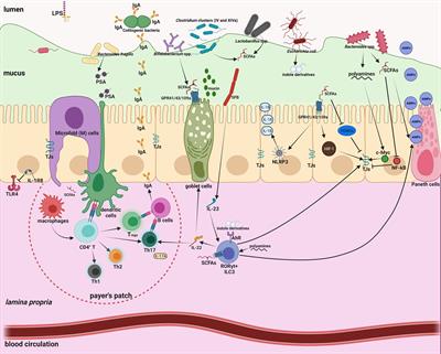 Do Engineered Nanomaterials Affect Immune Responses by Interacting With Gut Microbiota?